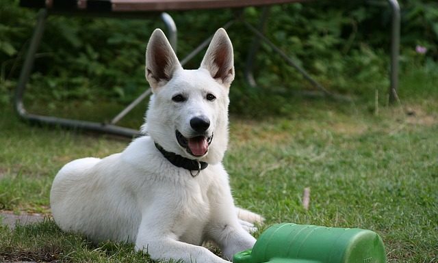 Gli animali domestici e loro normativa 1327 0 Gli animali domestici